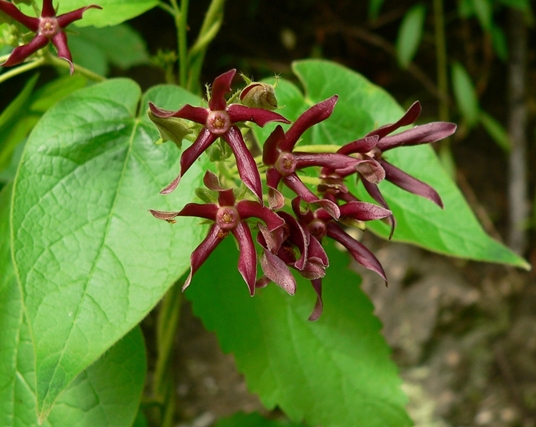 {Matelea obliqua}